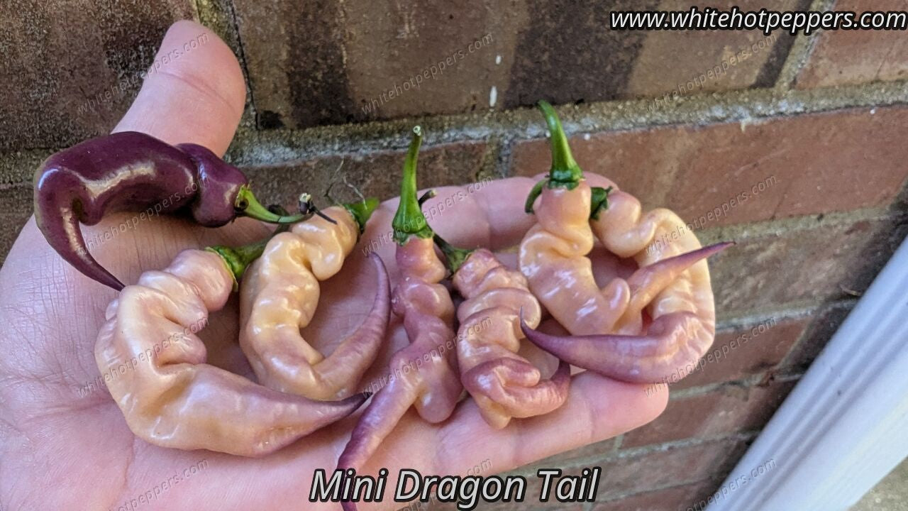 Mini Dragon Tail - Pepper Seeds - White Hot Peppers