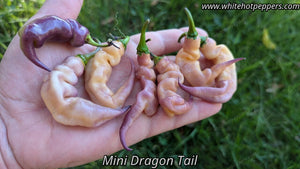 Mini Dragon Tail - Pepper Seeds - White Hot Peppers