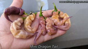 Mini Dragon Tail - Pepper Seeds - White Hot Peppers