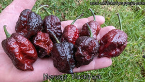 Moruga Blackjack - Pepper Seeds - White Hot Peppers