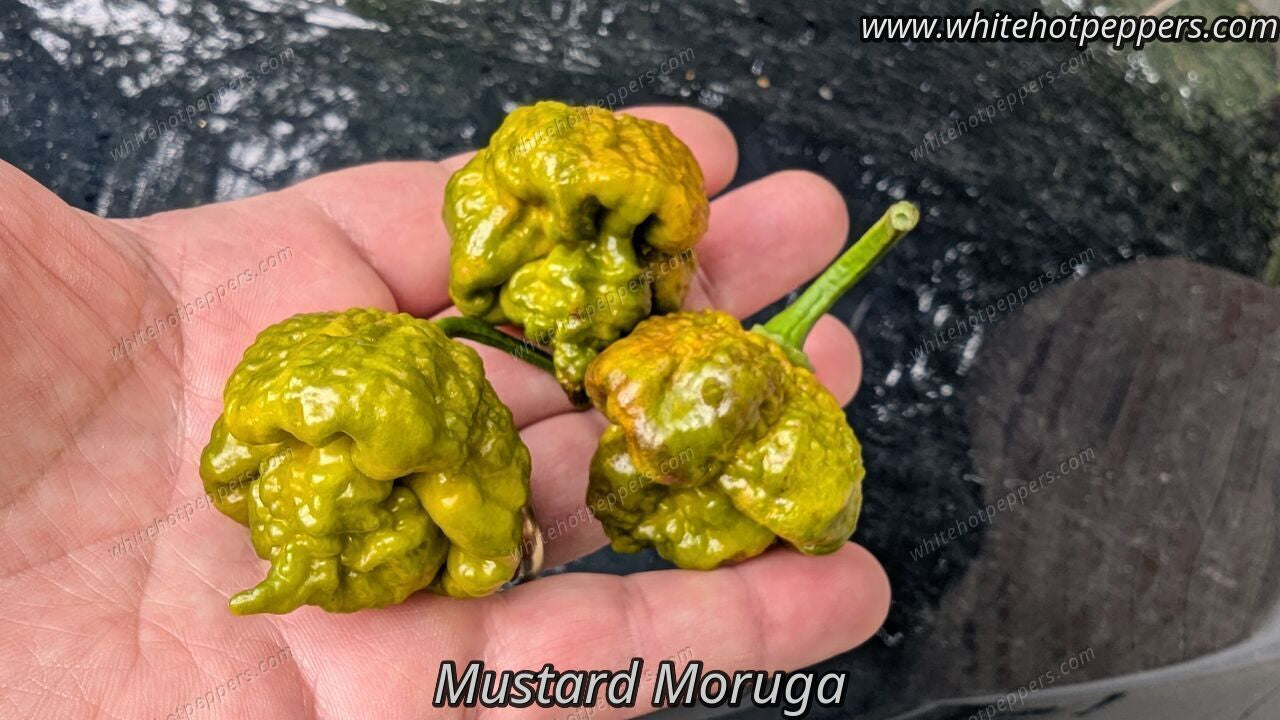 Mustard Moruga - Pepper Seeds - White Hot Peppers