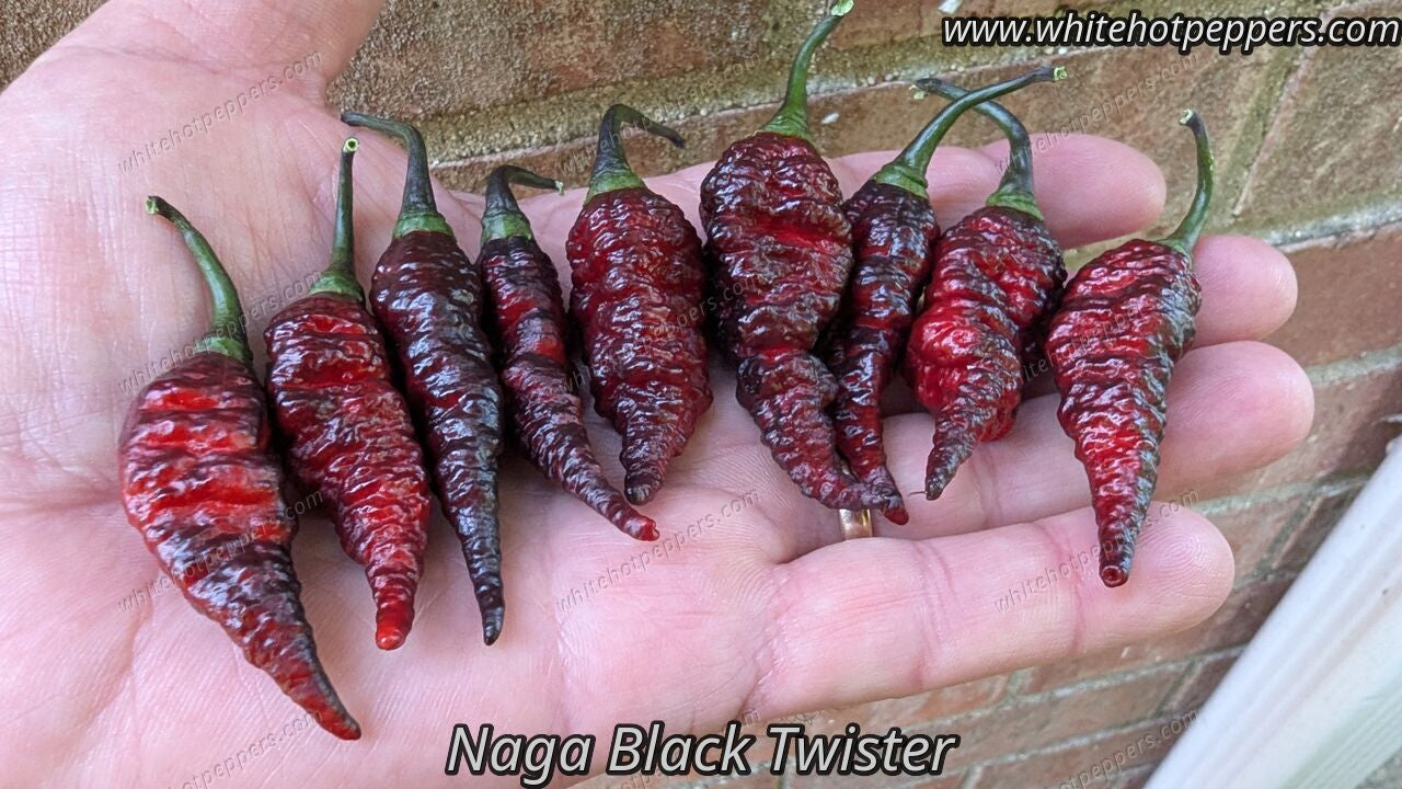 Naga Black Twister - Pepper Seeds - White Hot Peppers