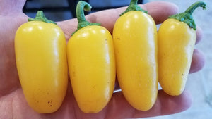 Lemon Spice - Pepper Seeds - White Hot Peppers