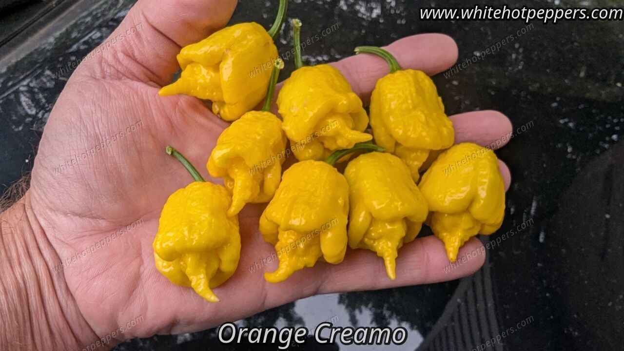 Orange Creamo - Pepper Seeds - White Hot Peppers