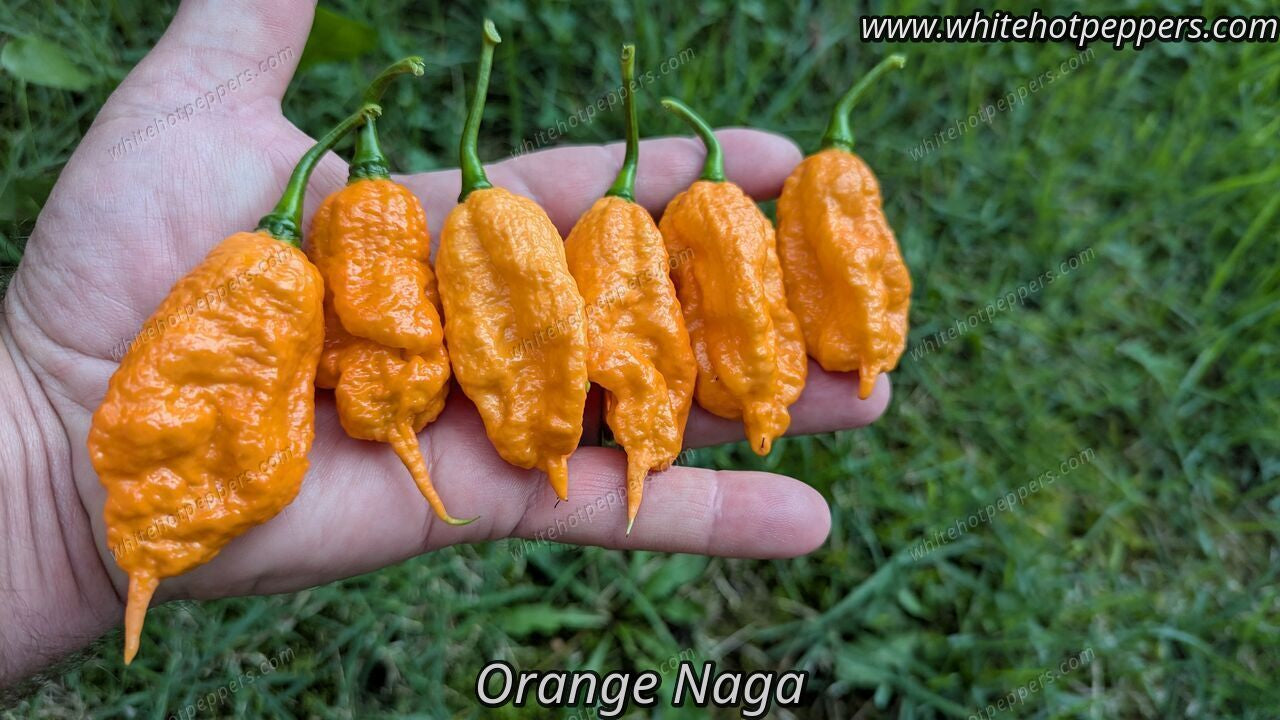 Orange Naga - Pepper Seeds - White Hot Peppers