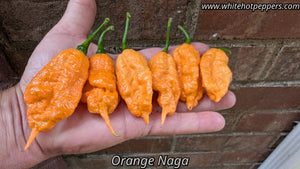 Orange Naga - Pepper Seeds - White Hot Peppers