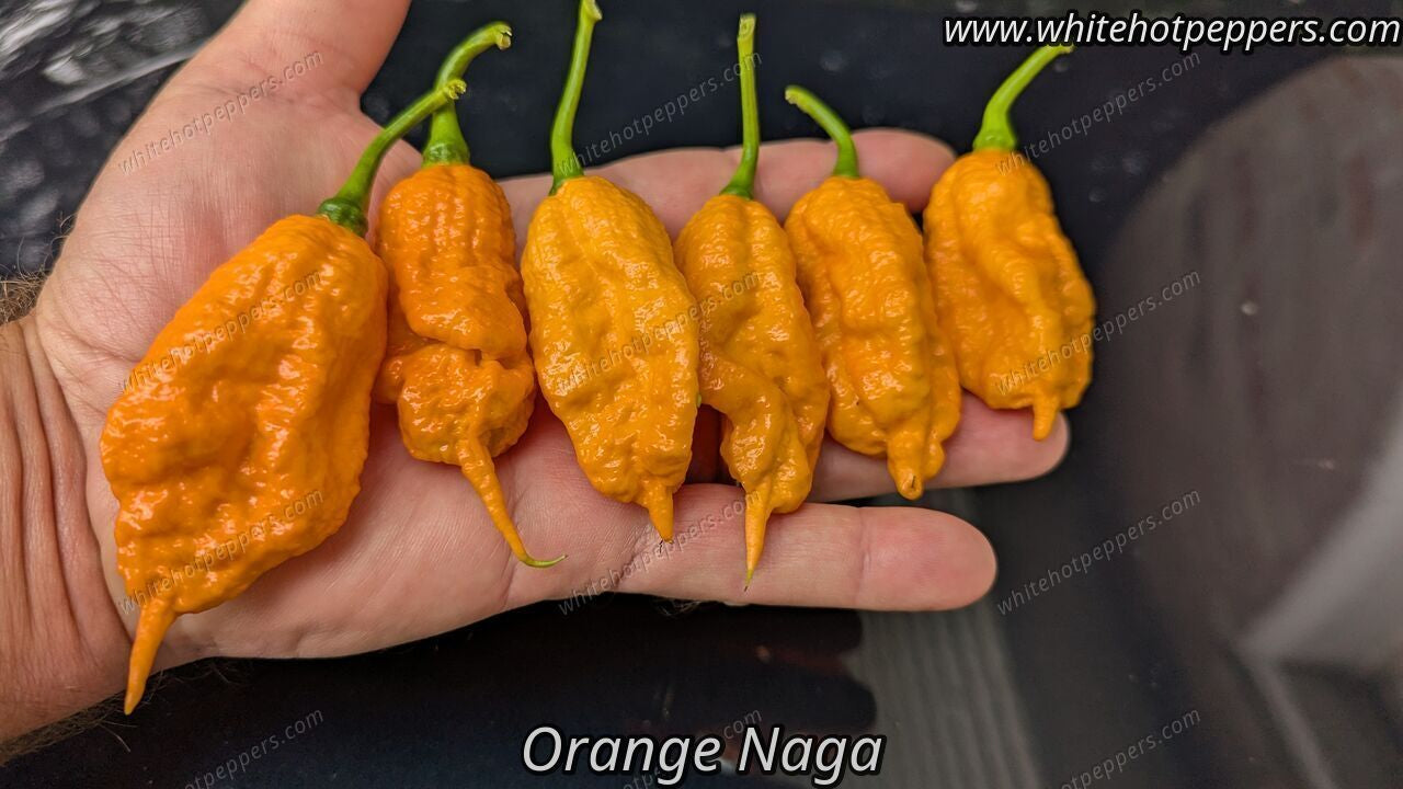 Orange Naga - Pepper Seeds - White Hot Peppers
