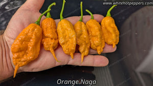 Orange Naga - Pepper Seeds - White Hot Peppers
