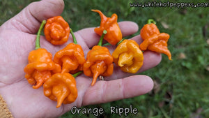 Orange Ripple - Pepper Seeds - White Hot Peppers