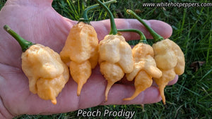 Peach Prodigy - Pepper Seeds - White Hot Peppers