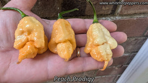 Peach Prodigy - Pepper Seeds - White Hot Peppers