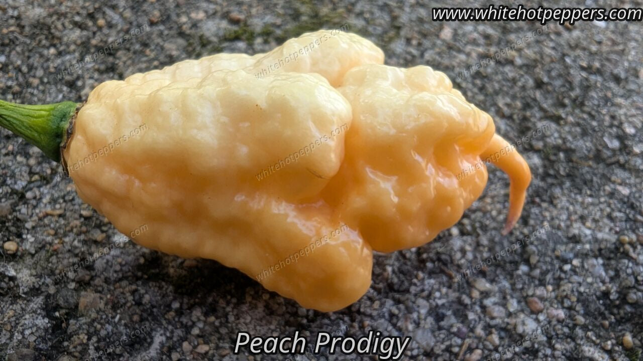 Peach Prodigy - Pepper Seeds - White Hot Peppers