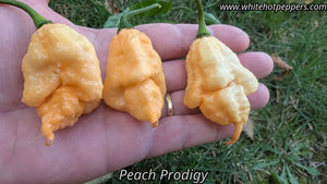 Peach Prodigy - Pepper Seeds - White Hot Peppers