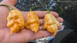 Peach Prodigy - Pepper Seeds - White Hot Peppers