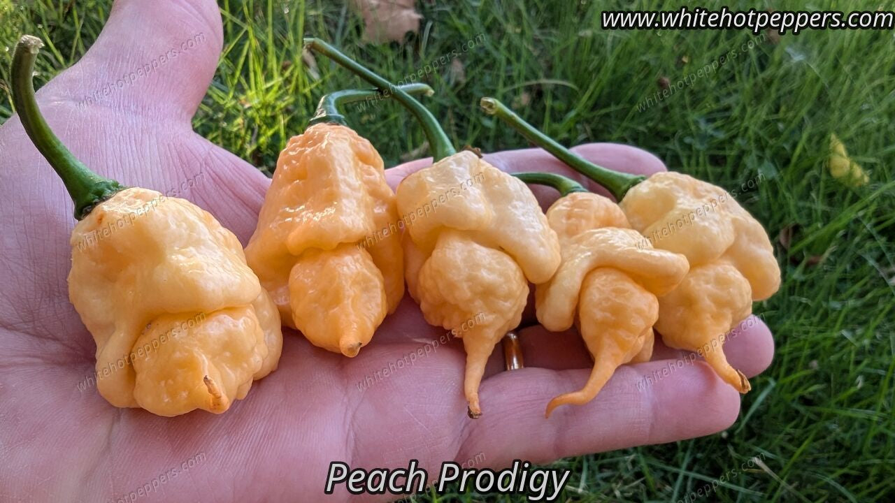 Peach Prodigy - Pepper Seeds - White Hot Peppers