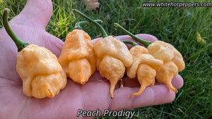 Peach Prodigy - Pepper Seeds - White Hot Peppers