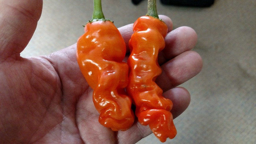 Peter Pepper Orange - Pepper Seeds - White Hot Peppers