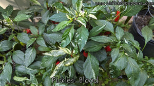Pickle's Blood - Pepper Seeds - White Hot Peppers