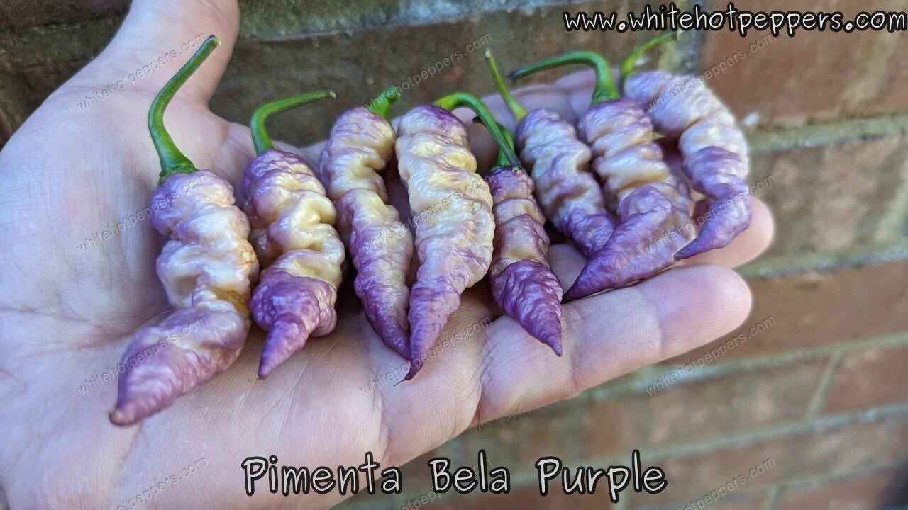 Pimenta Bela Purple - Pepper Seeds - White Hot Peppers