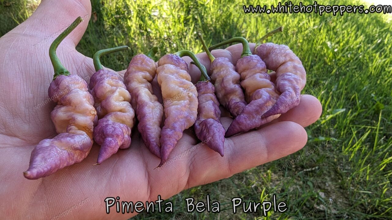 Pimenta Bela Purple - Pepper Seeds - White Hot Peppers