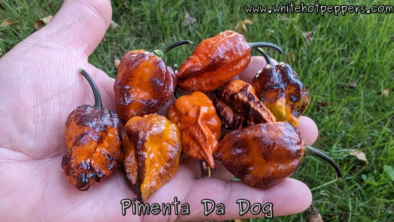 Pimenta Da Dog - Pepper Seeds - White Hot Peppers