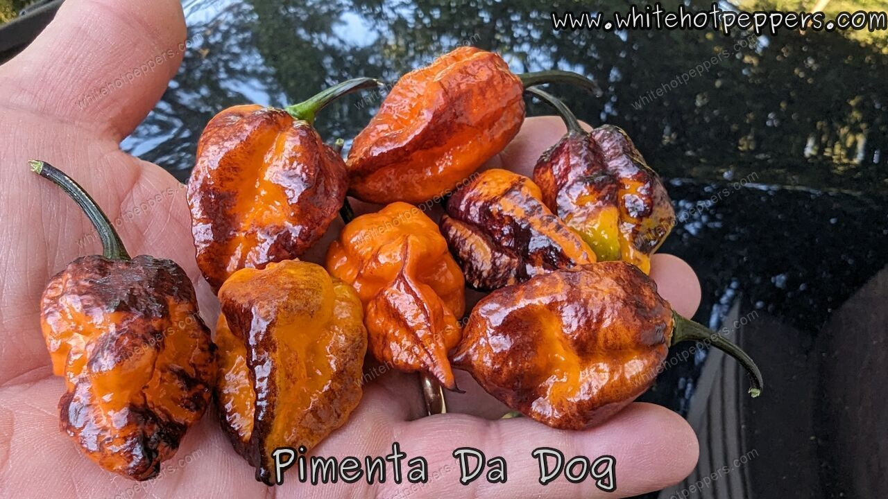 Pimenta Da Dog - Pepper Seeds - White Hot Peppers