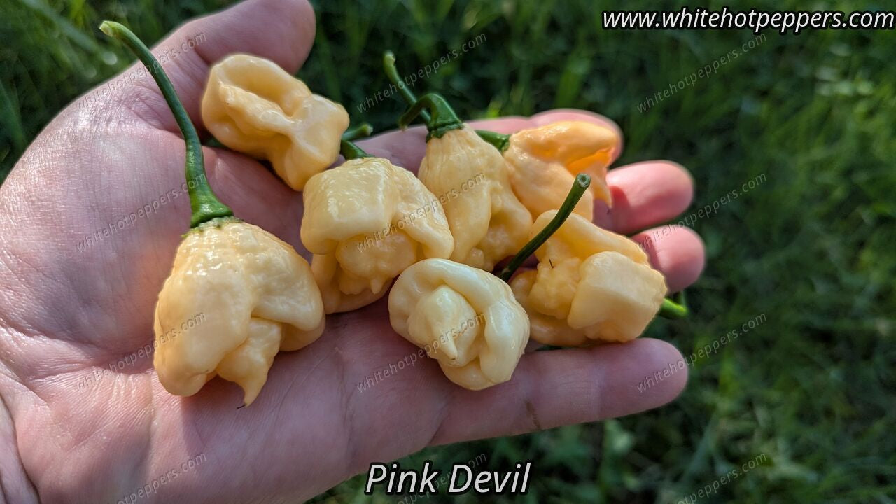 Pink Devil - Pepper Seeds - White Hot Peppers