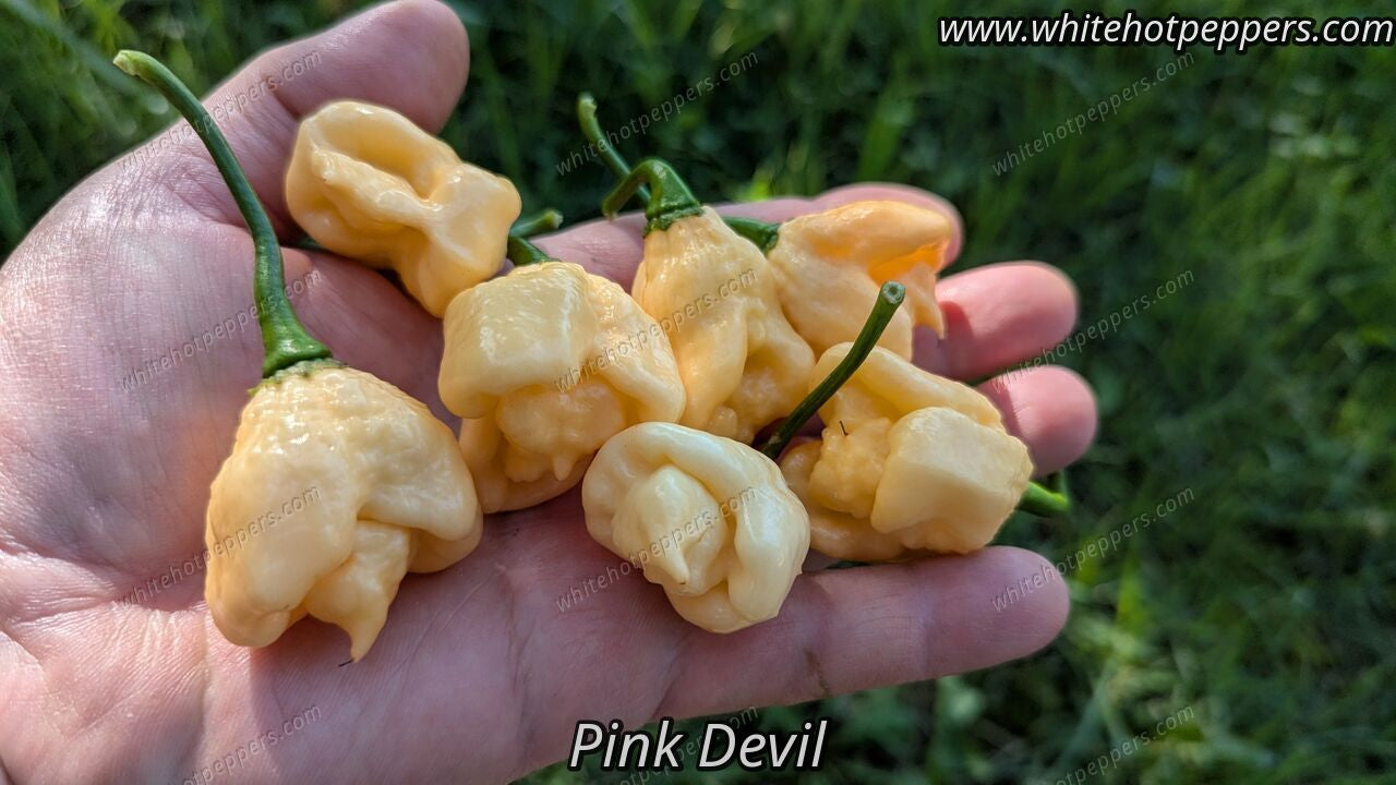 Pink Devil - Pepper Seeds - White Hot Peppers