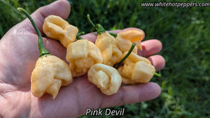 Pink Devil - Pepper Seeds - White Hot Peppers