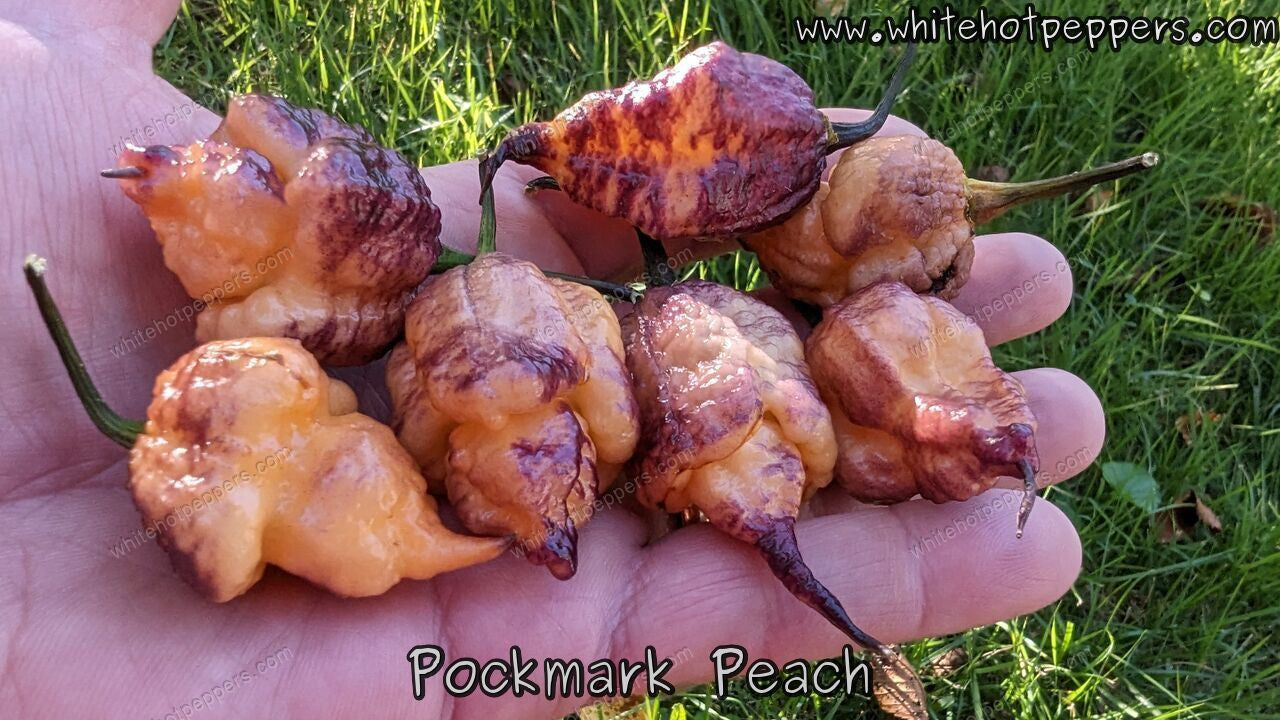 Pockmark Peach - Pepper Seeds - White Hot Peppers