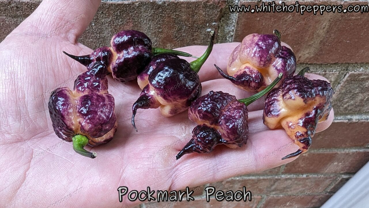 Pockmark Peach - Pepper Seeds - White Hot Peppers