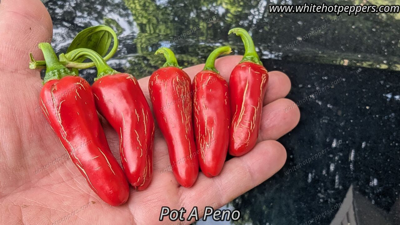 Pot-a-peño - Pepper Seeds - White Hot Peppers