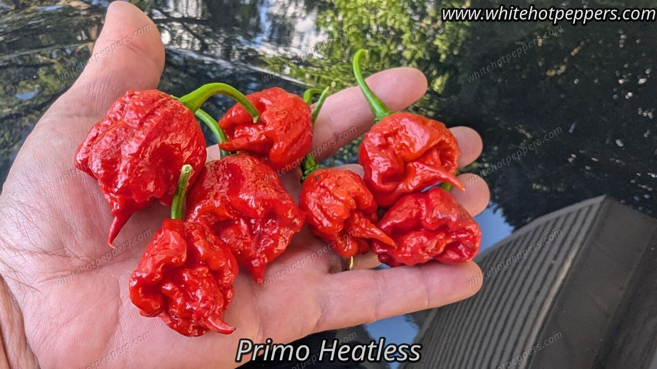 Primo Heatless - Pepper Seeds - White Hot Peppers