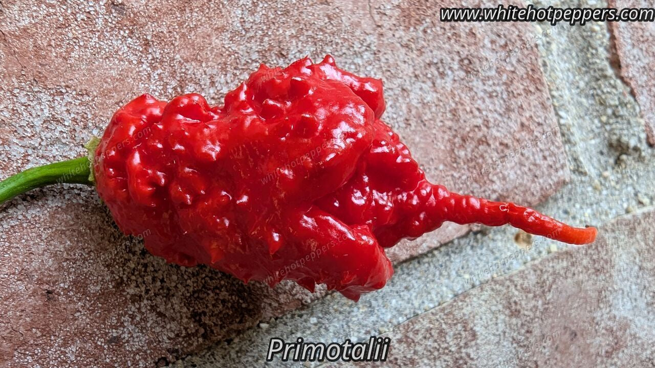 Primotalii - Pepper Seeds - White Hot Peppers