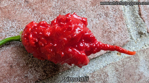 Primotalii - Pepper Seeds - White Hot Peppers