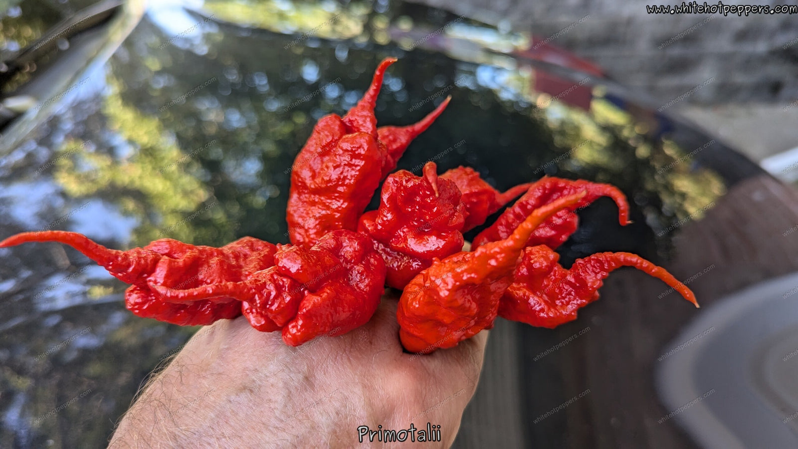 Primotalii - Pepper Seeds - White Hot Peppers