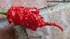 Primotalii - Pepper Seeds - White Hot Peppers