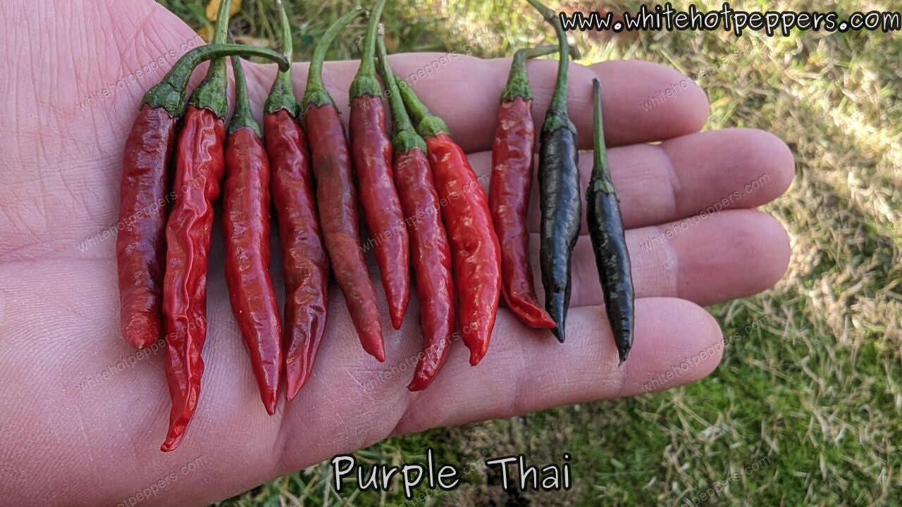 Purple Thai - Pepper Seeds - White Hot Peppers