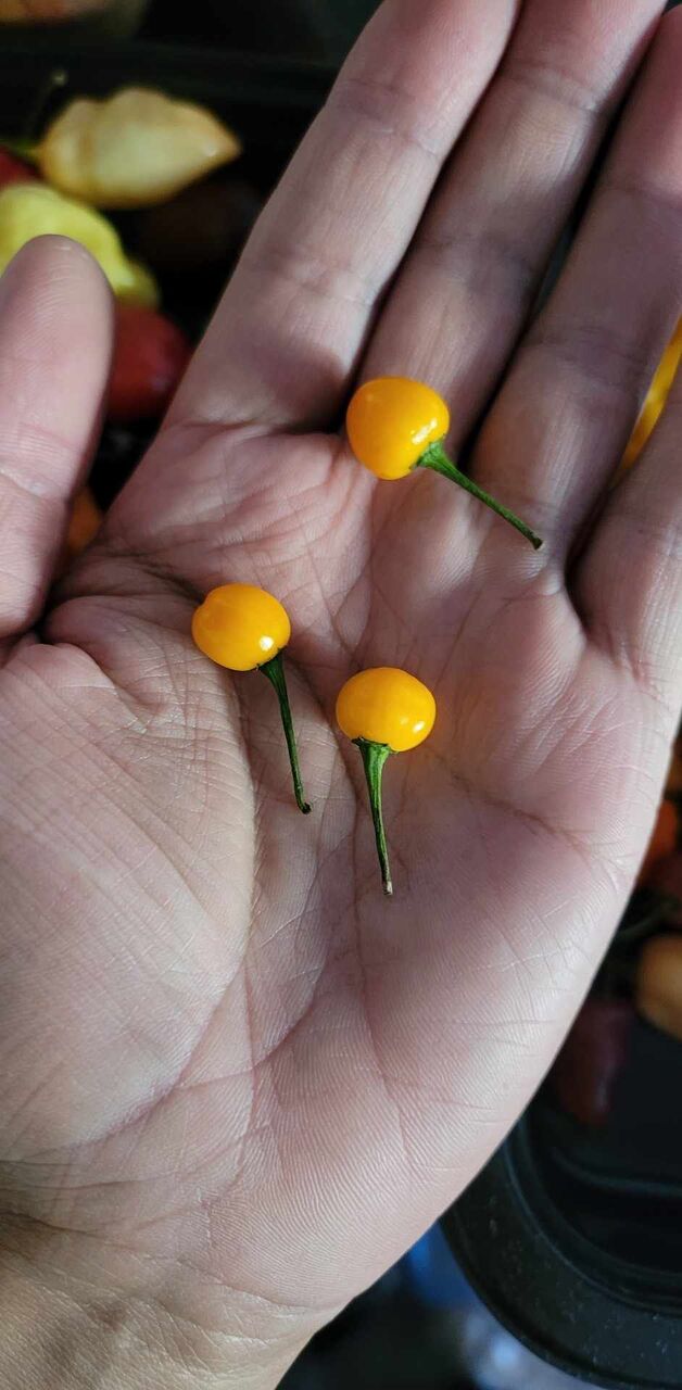 Quintisho - Pepper Seeds - White Hot Peppers