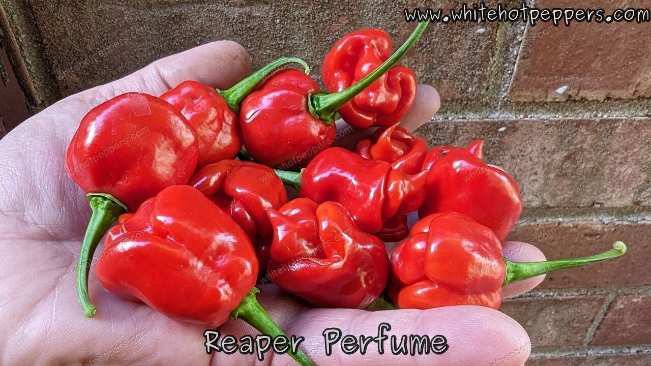 Fadda's Reaper Perfume - Pepper Seeds - White Hot Peppers