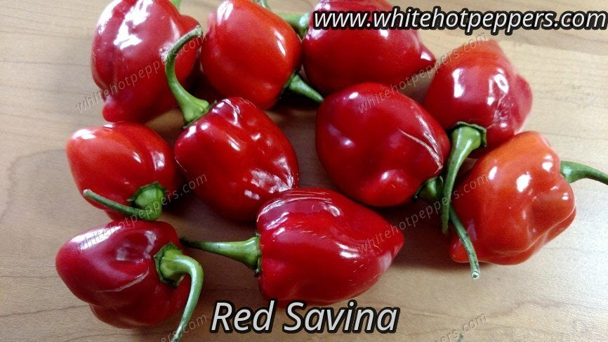 Red Savina - Pepper Seeds - White Hot Peppers