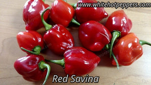 Red Savina - Pepper Seeds - White Hot Peppers