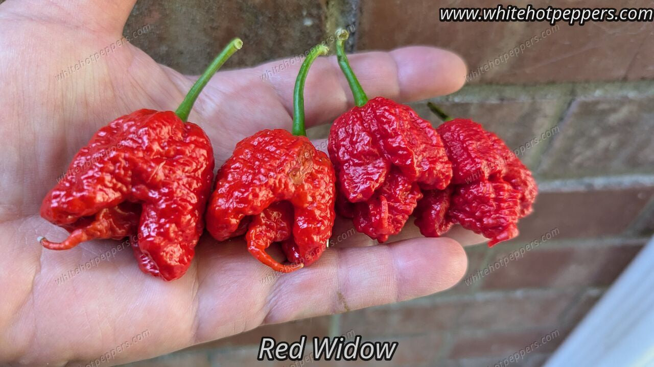 Red Widow - Pepper Seeds - White Hot Peppers