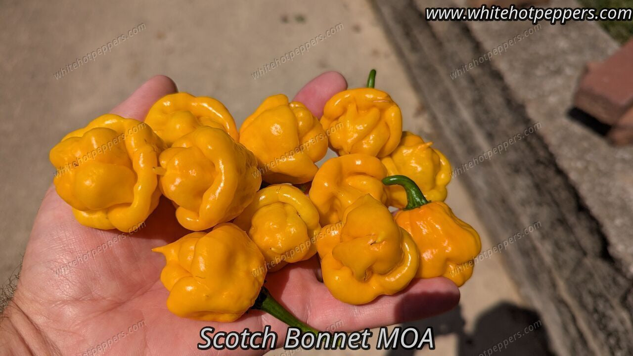 Scotch Bonnet MOA - Pepper Seeds - White Hot Peppers