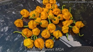 Scotch Bonnet MOA - Pepper Seeds - White Hot Peppers