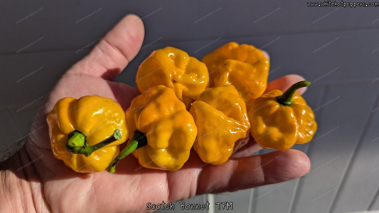 Scotch Bonnet TFM - Pepper Seeds - White Hot Peppers