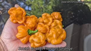 Scotch Bonnet Freeport Orange - Pepper Seeds - White Hot Peppers