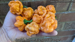 Scotch Bonnet Freeport Orange - Pepper Seeds - White Hot Peppers
