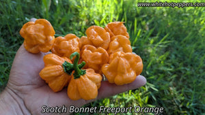 Scotch Bonnet Freeport Orange - Pepper Seeds - White Hot Peppers