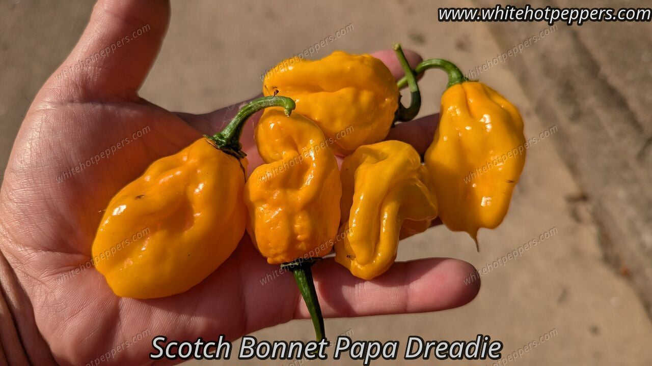 Scotch Bonnet Papa Dreadie - Pepper Seeds - White Hot Peppers